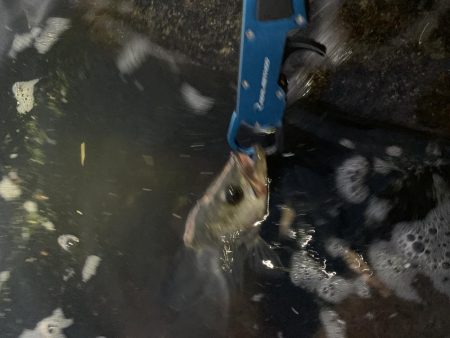 退かぬ！媚びぬ！省みぬ！