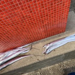 夏タチ爆釣！！！！