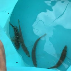 豆とサバイバル