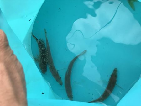 豆とサバイバル