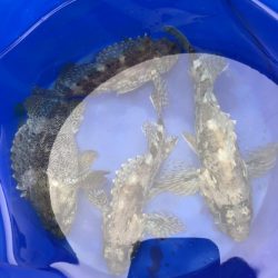 ヒラメを求めて…