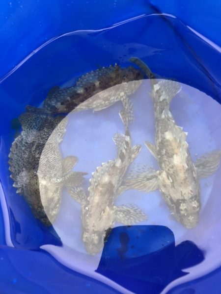 ヒラメを求めて…