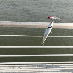 やっぱりさば祭り