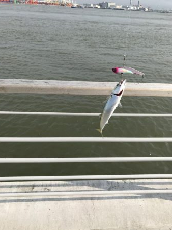 やっぱりさば祭り