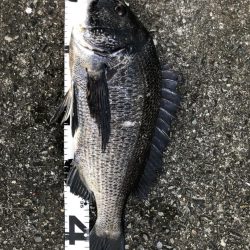 イチノ兄弟、釣果!