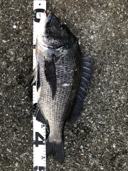 イチノ兄弟、釣果!