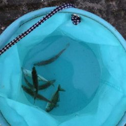 夕立、アジは渋い