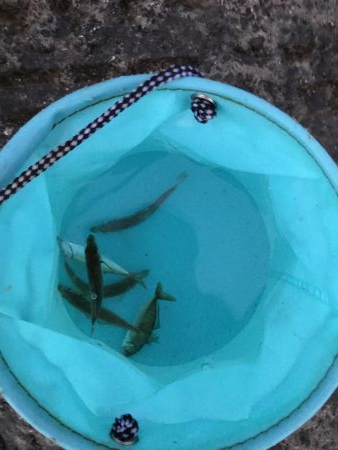 夕立、アジは渋い