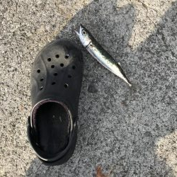 イワシさんいる