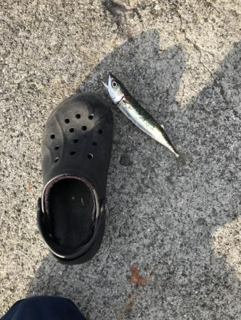 イワシさんいる