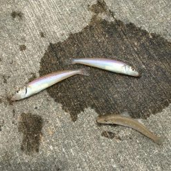 港内ちょい投げキス好調