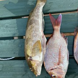 タイラバ渋かった