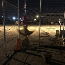 5ゲット2キープ3逃走！タコまつり開催中