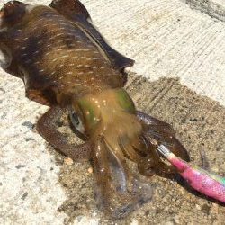 春アオリ？エギング釣果