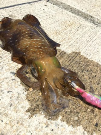 春アオリ？エギング釣果