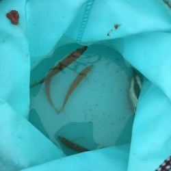 豆アジが到来。