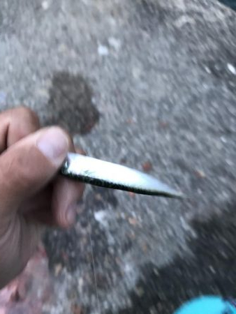 アジが渋い。マナーが悪い