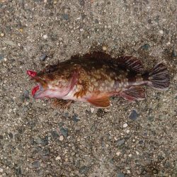 強風でもガシラ連発