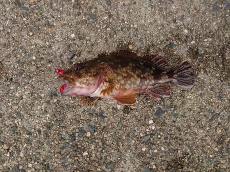 強風でもガシラ連発