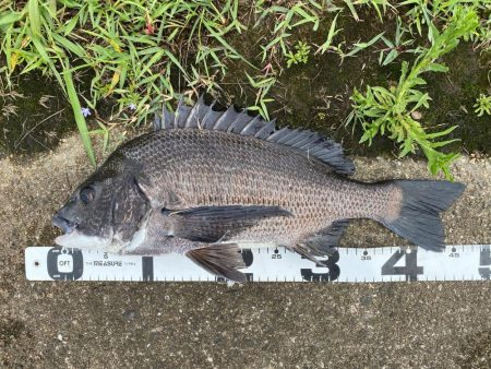 イチノ兄弟、釣果!