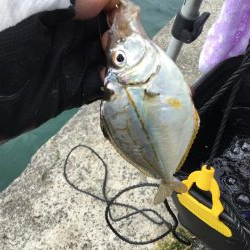 ちょい投げ調査