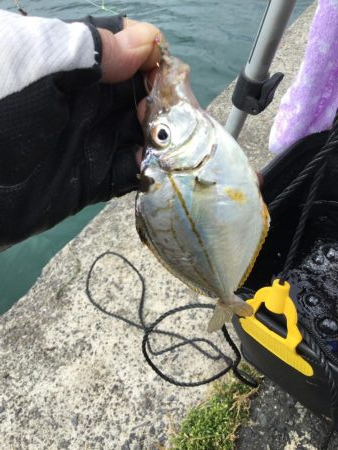 ちょい投げ調査