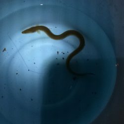 淀川のウナギ釣りパート8