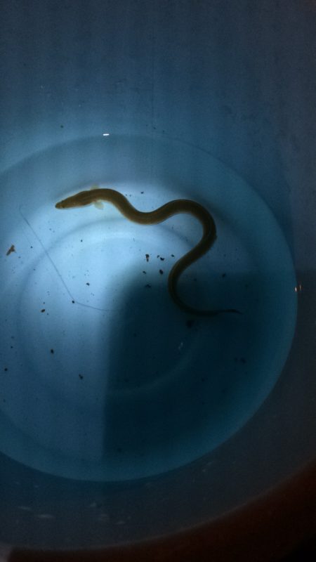 淀川のウナギ釣りパート8