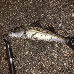 まだまだバチパターン