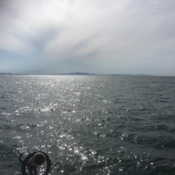 ハマチ狙いなんだけど。