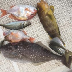 大アジ狙い。五目釣り