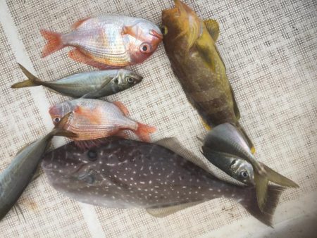 大アジ狙い。五目釣り