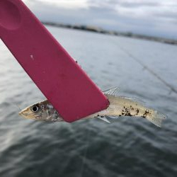雨後はやっぱり渋かった