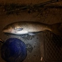 ウナギ釣りパート１２