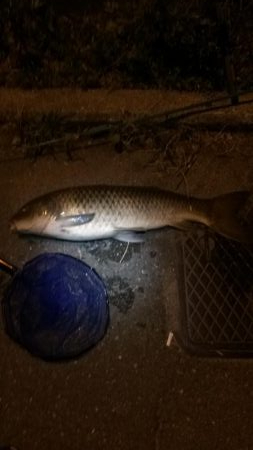 ウナギ釣りパート１２