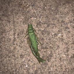 ナイトチニング