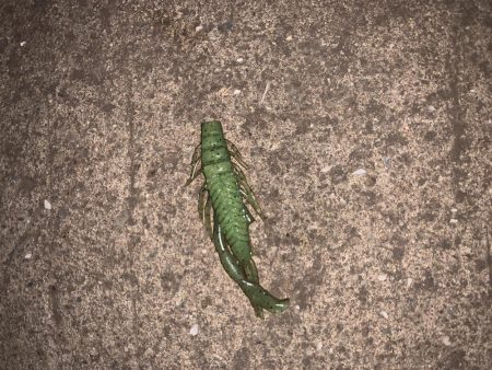 ナイトチニング