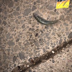 雨上がりのウキ釣り