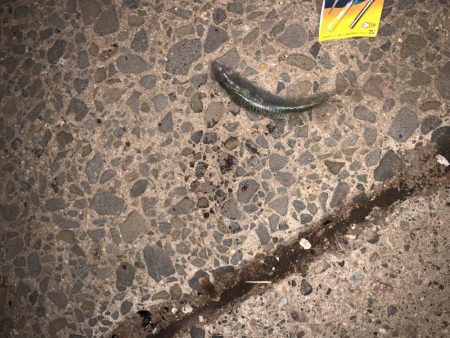 雨上がりのウキ釣り