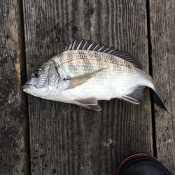 カタタのイカダ