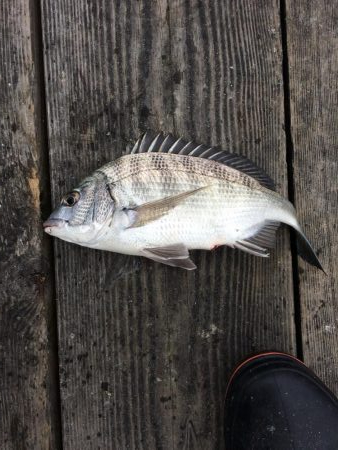 カタタのイカダ