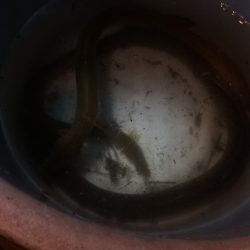 淀川のウナギ釣りパート10