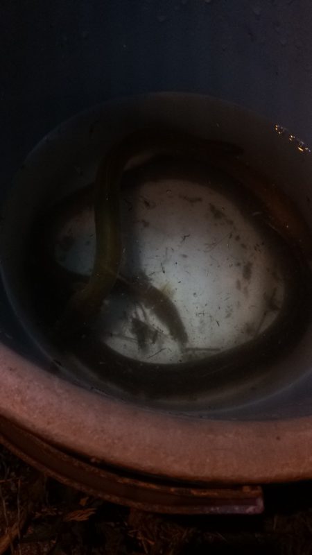 淀川のウナギ釣りパート10