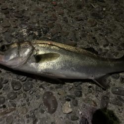 入れ食いモード