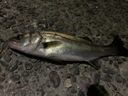 入れ食いモード