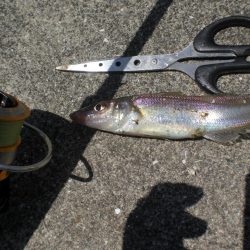 キスはいますか？