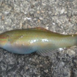 ちびガシラの日