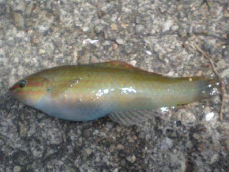 ちびガシラの日