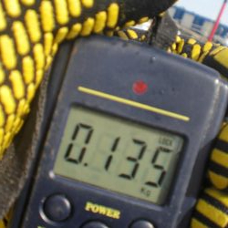 湾内にタコ居ない！