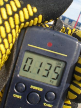 湾内にタコ居ない！